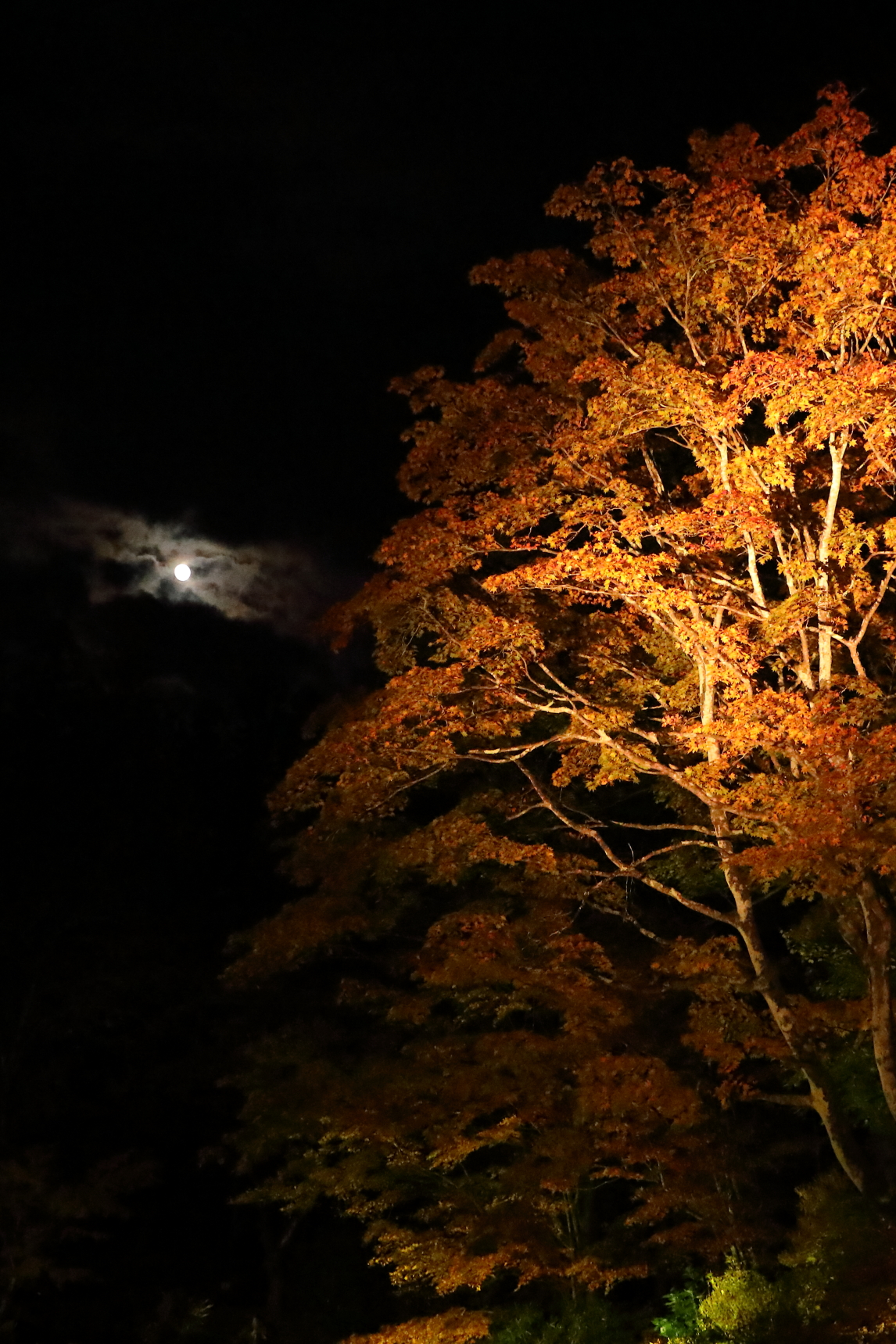 月と紅葉