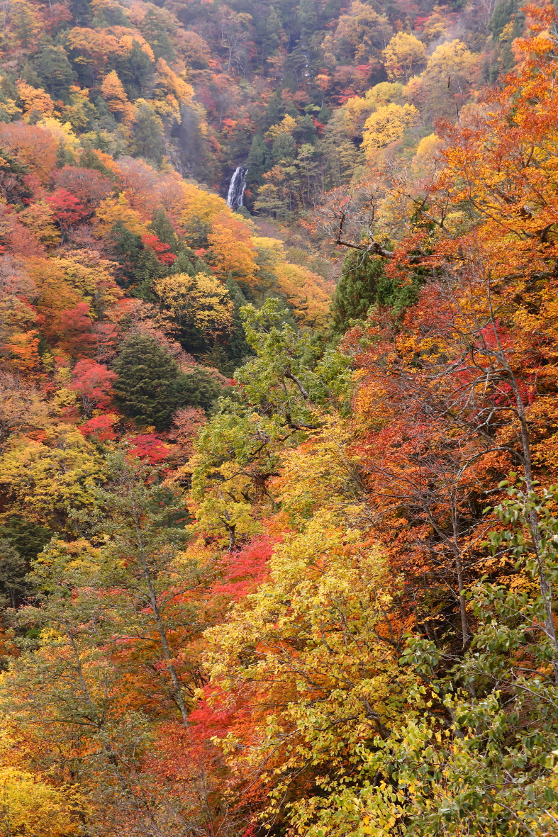 紅葉に囲まれた滝