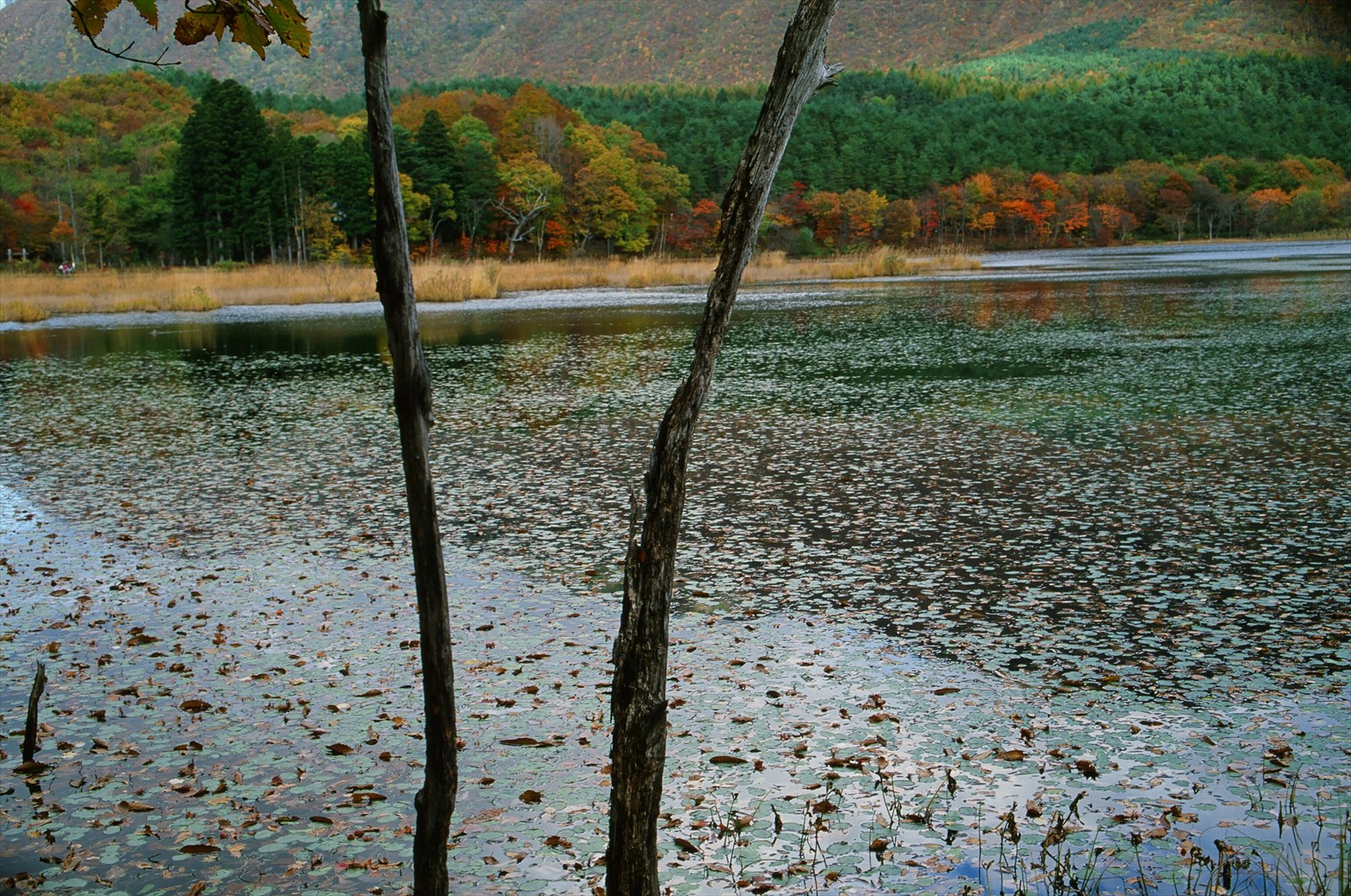 写真