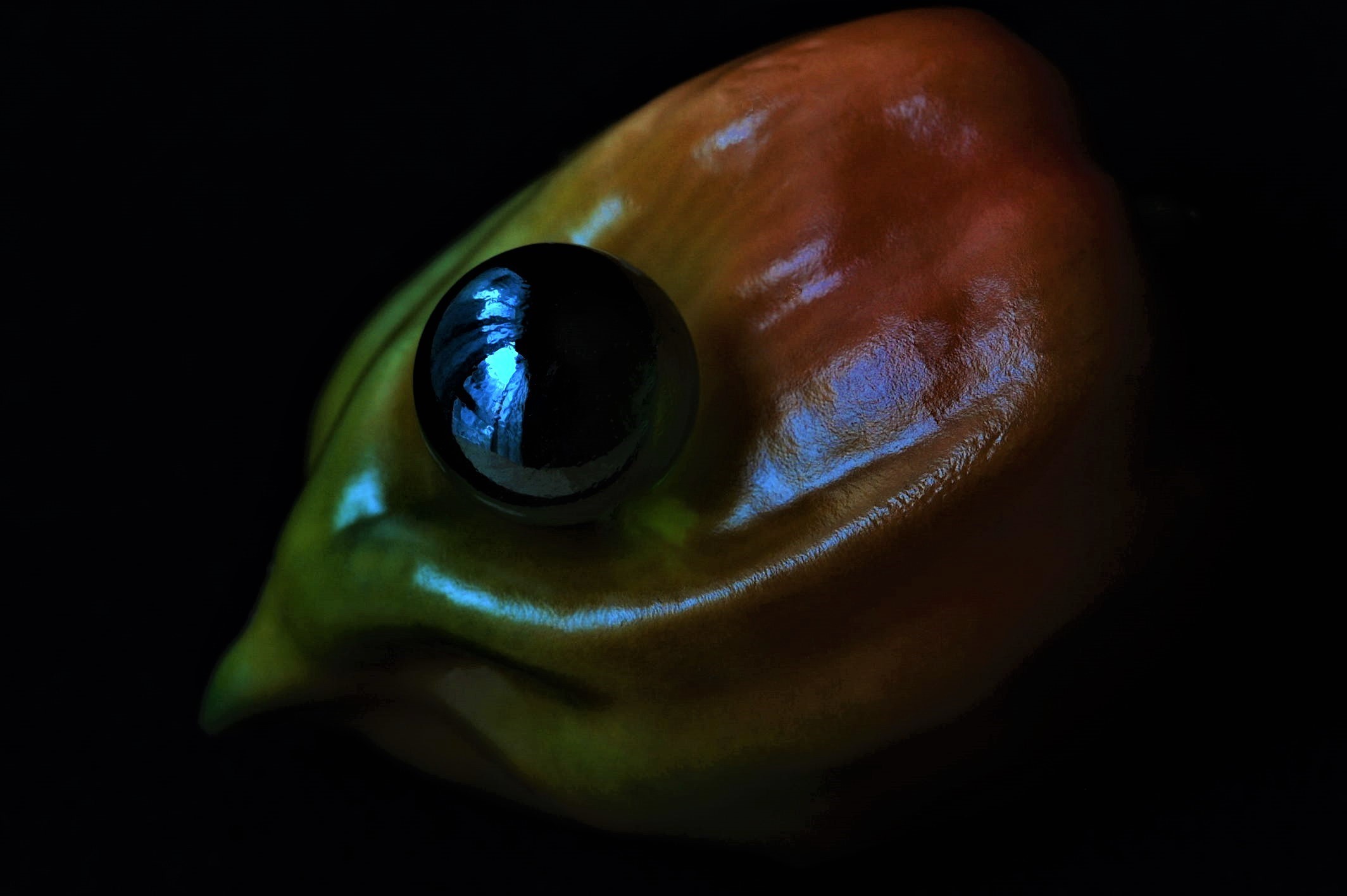 目ん玉