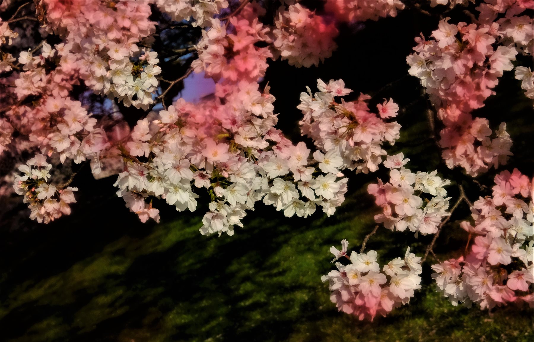 汚された桜